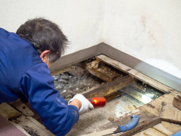 Mold Testing and Removal in Arden On The Severn, MD