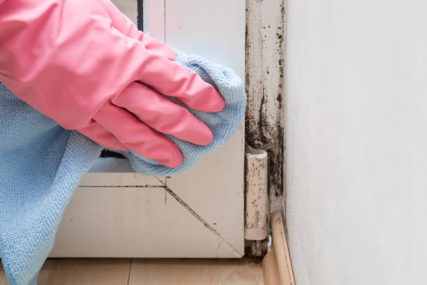 Best Toxic Mold Removal  in Arden On The Severn, MD