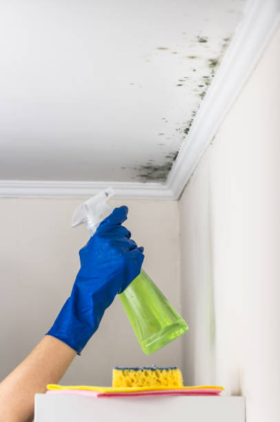 Best Certified Mold Removal  in Arden On The Severn, MD