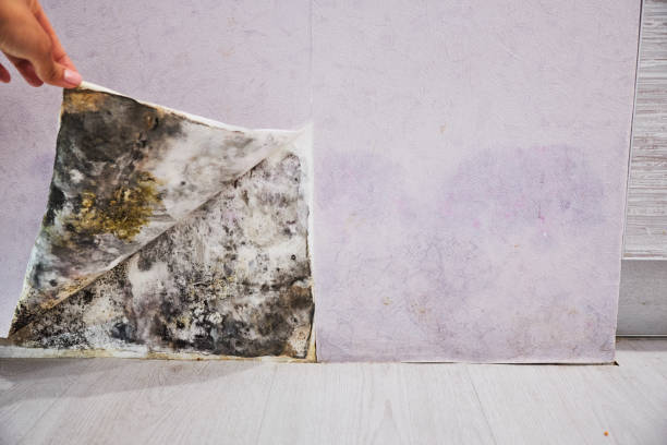 Best Office Mold Removal Services  in Arden On The Severn, MD